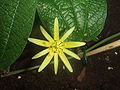 Sidrunkollase kannatuslille (Passiflora citrina) õis