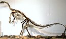 Sauropodomorpher Dinosaurier Plateosaurus