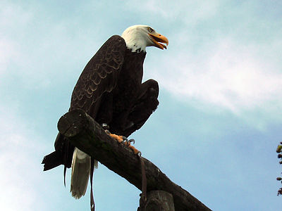 Flugschau im Wildpark