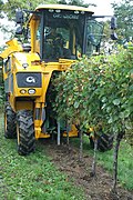 La machine à vendanger enjambe le rang qu'elle secoue avec ses batteurs pour décrocher le raisin