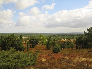 Heedeloundskup mäd Wacholder (Juniperus communis), Lüneburger Heide