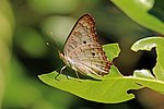 White peacock Anartia jatrophae