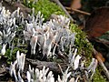 Xylaria hypoxylon.