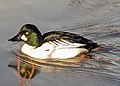 Kerceréce (Bucephala clangula)