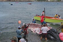 Fotografie asi 10 lidí a jedné loďky torza keporkaka, která plave na vodě; na torzu stojí muž s dlouhým nástrojem připomínajícím kopí, kterým porcuje kytovce