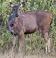 Sambar geyiği