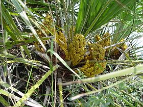 Chamaerops humilis