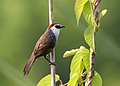 Image 64The chestnut-capped babbler (Timalia pileata) is a passerine bird of the Timaliidae. It is monotypic within the genus Timalia. The pictured specimen of this native bird of Bangladesh was photographed at Himchari National Garden, Cox's Bazar. Photo Credit: Syedabbas321