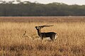 Hirschziegenantilopen (englisch: Blackbuck), die Namensgeber des Parks