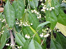 Euonymus fortunei radicans1.jpg