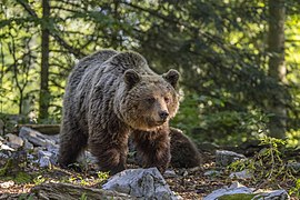 Une femelle Ursus arctos arctos vers Stari Kot, en Slovénie. Juin 2022.