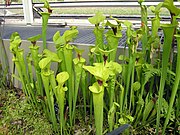 Most North American pitcher plants belong to the genus Sarracenia.