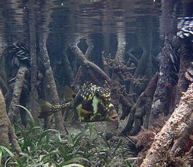 Lactophrys trigonus