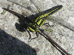 Paprastasis upelinis žirgelis (Gomphus vulgatissimus)