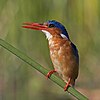 Malachite kingfisher Corythornis cristatus