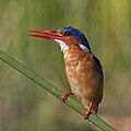 12. Malachit jégmadár (Corythornis cristatus) a Baringo-tavon — Kenya nemzeti ünnepe, a köztársaság napja alkalmából (javítás)/(csere)