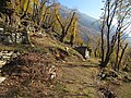 Chestnuts (Ticino)