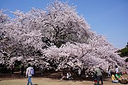 新宿御苑のソメイヨシノ