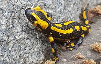 Salamandra salamandra