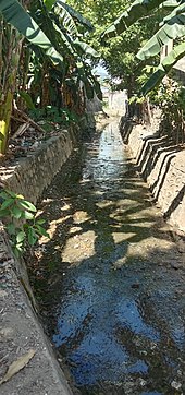 Very shallow water flowing through a concrete channel flanked by banana trees