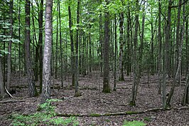 Nationaal Park Belavezjskaja Poesjtsja