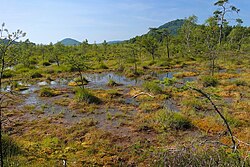 Swamp s vrchy Šroubený a Borný