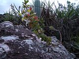 La flora della Chapada Diamantina, in Brasile