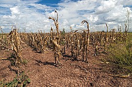 Agrikulturaj ŝanĝoj. Sekego, pliiĝantaj temperaturoj, kaj ekstrema vetero negative tuŝas agrikulturon. En bildo: Teksaso, Usono (2013).[98]