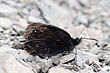 Erebia lefebvrei