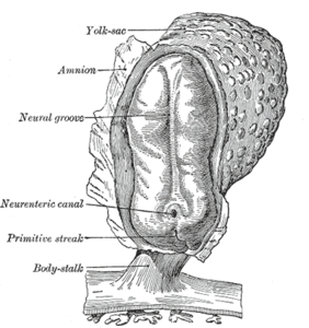 Een menselijk embryo, lengte 2 mm. (Ongeveer 21 dagen vanaf de bevruchting) met neurale groeve (Henry Gray, 1918).[1]