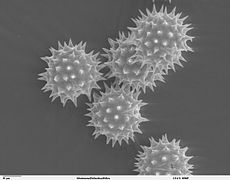 Grans de pole de Helianthus annuus (microscopía electrónica)