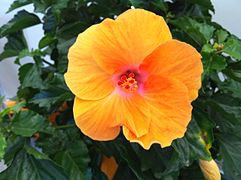 Yellow hibiscus