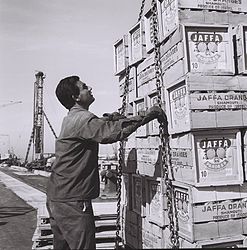 העמסת תפוזי ג'אפה בנמל אשדוד, 1965