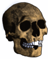 Crani tipus Mechta el-Arbi.