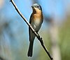 Female Leaden Flycatcher