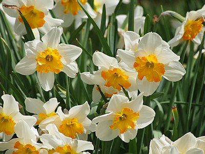 Narcissus „Parisienne“