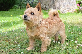 Norwich Terrier mâle de robe couleur rouge.