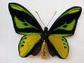 Ornithoptera chimaera, самец