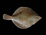 Pleuronectidae (Righteyed Flounders)