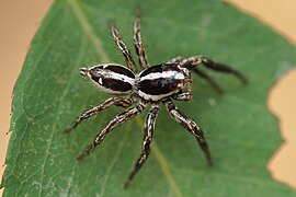 Plexippus paykulli sur une feuille verte