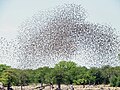 Red-billed quelea flock