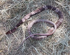 Sonoran coachwhip (Masticophis flagellum cingulum), Nogales, Arizona (28 November 2010)