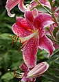 it:Lilium orientalis