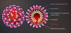 Cross-sectional model of 2019 n-CoV showing the components of the virus