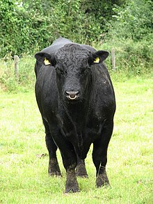 Aberdeen Angus bull - geograph.org.uk - 546924.jpg