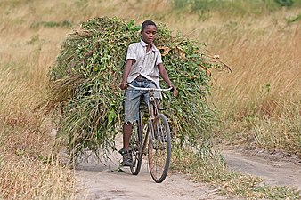 19/06: Un noi de Tanzània porta farratge per al bestiar familiar