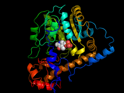 Aminotransferasen