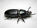 Patent-leather beetle, by Blaise Frazier