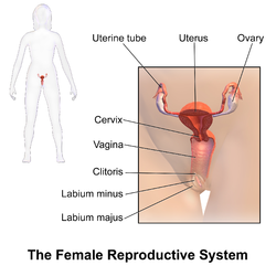 Female reproductive system.