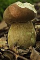 Boletus aestivalis